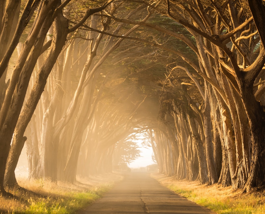 A road lined with trees in the fog.