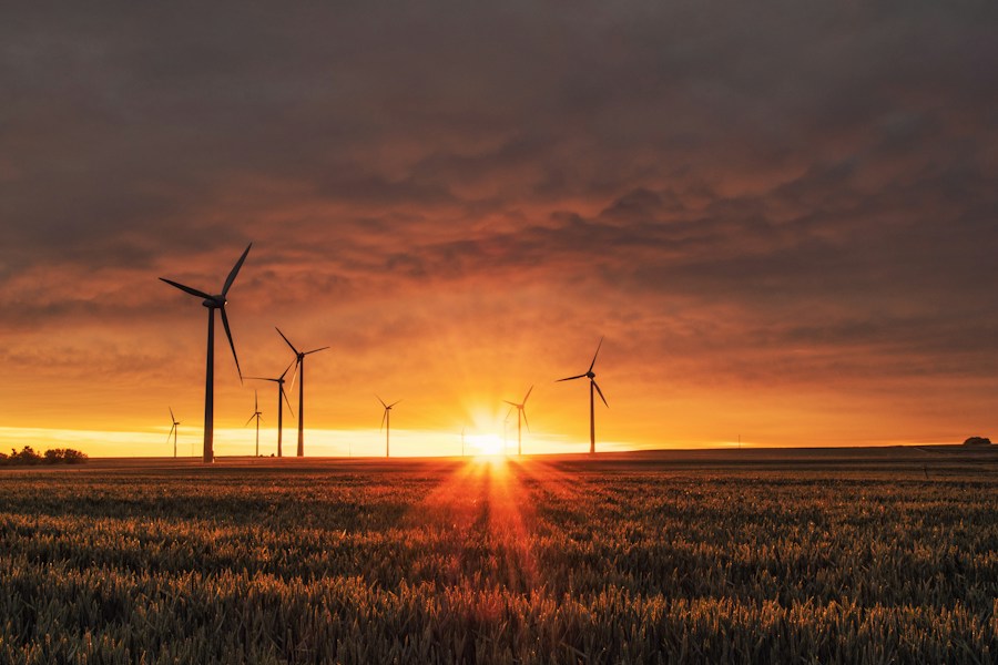 Wind turbines in a field at sunset.