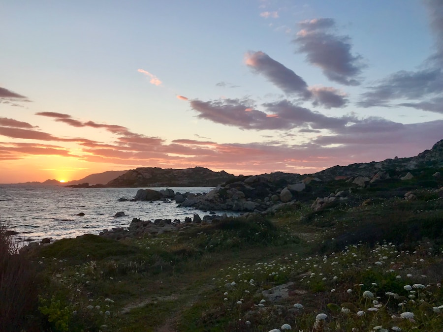 The sun is setting over a rocky shore with flowers.