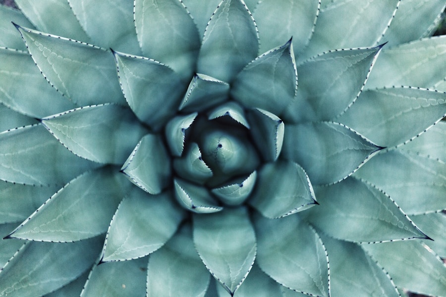 Symmetrical top-down view of a blue-green succulent plant with pointed leaves.